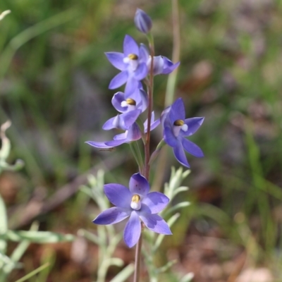 Thelymitra megcalyptra at Nail Can Hill - 19 Oct 2022 by KylieWaldon