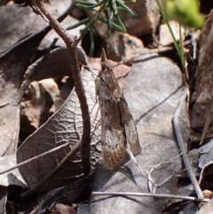 Uresiphita ornithopteralis (Tree Lucerne Moth) at Aranda Bushland - 16 Oct 2022 by CathB
