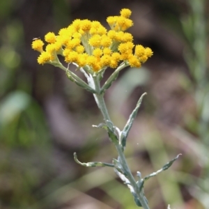 Chrysocephalum semipapposum at Glenroy, NSW - 20 Oct 2022