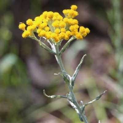 Chrysocephalum semipapposum (Clustered Everlasting) at Glenroy, NSW - 19 Oct 2022 by KylieWaldon