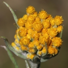 Chrysocephalum semipapposum at Glenroy, NSW - 20 Oct 2022