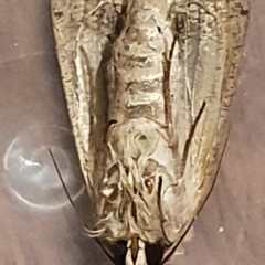 Leucania (genus) (A noctuid moth) at Gundaroo, NSW - 18 Oct 2022 by Gunyijan
