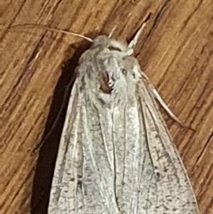 Mythimna (Pseudaletia) convecta at Gundaroo, NSW - 18 Oct 2022 07:40 PM