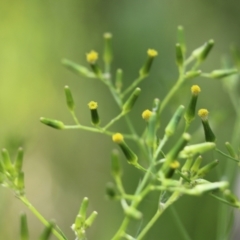 Senecio sp. (A Fireweed) at Albury, NSW - 19 Oct 2022 by KylieWaldon