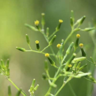 Senecio sp. (A Fireweed) at Albury - 19 Oct 2022 by KylieWaldon