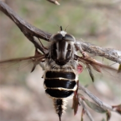 Trichophthalma laetilinea (Tangled Vein Fly) at Cook, ACT - 18 Oct 2022 by CathB