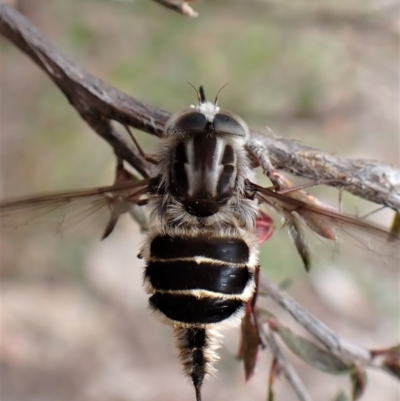 Trichophthalma laetilinea (Tangled Vein Fly) at Cook, ACT - 18 Oct 2022 by CathB