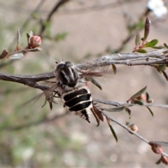 Trichophthalma laetilinea at Cook, ACT - 18 Oct 2022