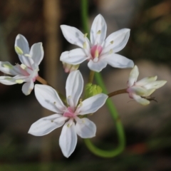 Burchardia umbellata (Milkmaids) at Nail Can Hill - 19 Oct 2022 by KylieWaldon