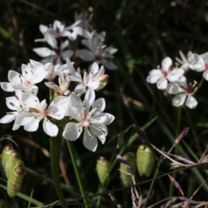 Burchardia umbellata at Glenroy, NSW - 20 Oct 2022 08:49 AM