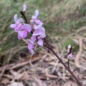 Indigofera australis subsp. australis at Molonglo Valley, ACT - 19 Oct 2022 02:15 PM