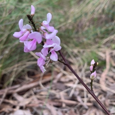 Indigofera australis subsp. australis (Australian Indigo) at Black Mountain - 19 Oct 2022 by RosD