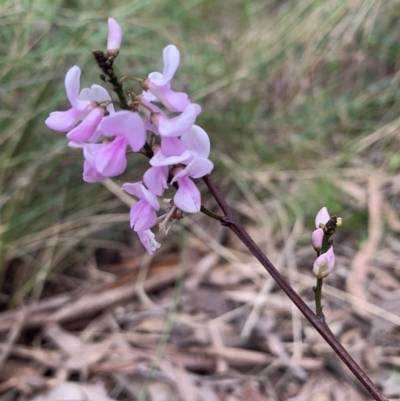 Indigofera australis subsp. australis (Australian Indigo) at Molonglo Valley, ACT - 19 Oct 2022 by RosD