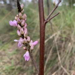 Indigofera australis subsp. australis at Molonglo Valley, ACT - 19 Oct 2022