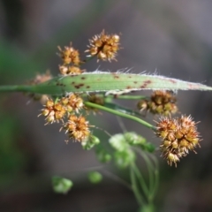 Luzula densiflora (Dense Wood-rush) at Albury - 19 Oct 2022 by KylieWaldon