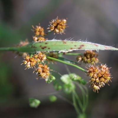 Luzula densiflora (Dense Wood-rush) at Albury, NSW - 20 Oct 2022 by KylieWaldon