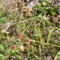 Luzula densiflora at Albury, NSW - 20 Oct 2022