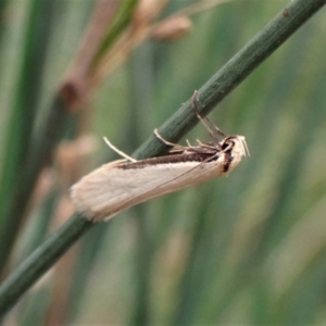 Philobota xiphostola at Cook, ACT - 20 Oct 2022