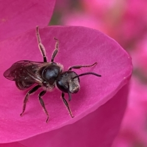 Lasioglossum (Chilalictus) lanarium at Parkes, ACT - 19 Oct 2022 03:19 PM