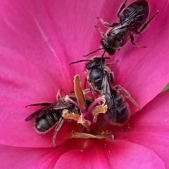 Lasioglossum (Chilalictus) lanarium at Parkes, ACT - 19 Oct 2022 03:19 PM