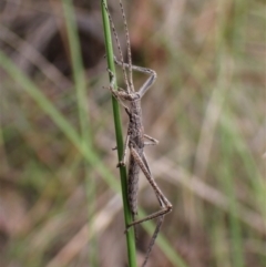 Zaprochilus australis (Twig-mimic katydid) at Aranda, ACT - 18 Oct 2022 by CathB