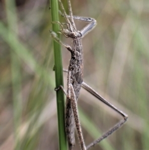 Zaprochilus australis at Aranda, ACT - 18 Oct 2022 03:29 PM