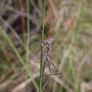 Zaprochilus australis at Aranda, ACT - 18 Oct 2022 03:29 PM