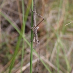 Zaprochilus australis at Aranda, ACT - 18 Oct 2022
