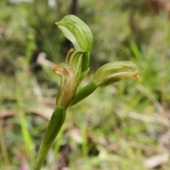 Bunochilus montanus (Montane Leafy Greenhood) at Paddys River, ACT - 17 Oct 2022 by JohnBundock