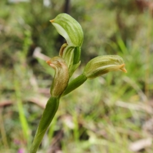 Bunochilus montanus (ACT) = Pterostylis jonesii (NSW) at Paddys River, ACT - suppressed