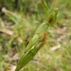 Bunochilus montanus at Paddys River, ACT - 18 Oct 2022