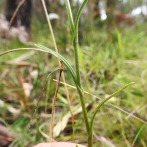 Bunochilus montanus (ACT) = Pterostylis jonesii (NSW) at Paddys River, ACT - suppressed