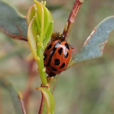 Peltoschema basicollis (Leaf beetle) at Aranda Bushland - 18 Oct 2022 by CathB