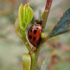 Peltoschema basicollis at Cook, ACT - 18 Oct 2022