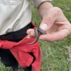 Hemiergis talbingoensis (Three-toed Skink) at Mulanggari Grasslands - 20 Oct 2022 by teeniiee