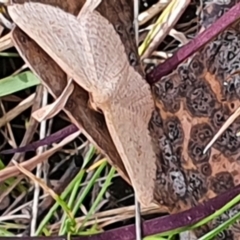 Scopula (genus) (A wave moth (Sterrhinae)) at Gundaroo, NSW - 19 Oct 2022 by Gunyijan