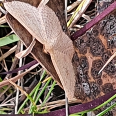 Scopula (genus) (A wave moth) at Gundaroo, NSW - 19 Oct 2022 by Gunyijan