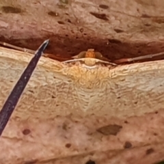 Scopula (genus) at Gundaroo, NSW - 19 Oct 2022