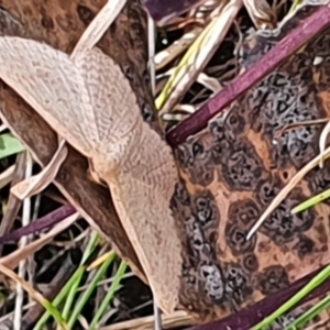 Scopula (genus) at Gundaroo, NSW - 19 Oct 2022