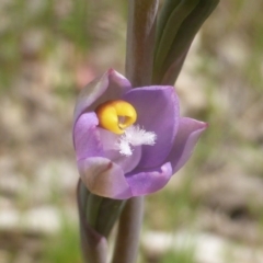 Thelymitra sp. (pauciflora complex) (Sun Orchid) at Isaacs Ridge and Nearby - 19 Oct 2022 by Mike