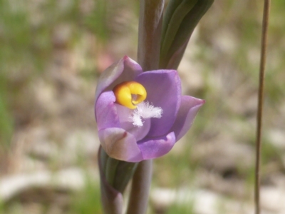 Thelymitra sp. (pauciflora complex) (Sun Orchid) at Jerrabomberra, ACT - 19 Oct 2022 by Mike