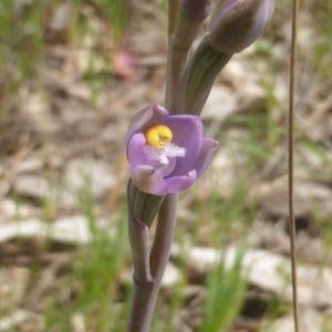 Thelymitra sp. (pauciflora complex) at Jerrabomberra, ACT - suppressed