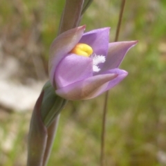 Thelymitra sp. (pauciflora complex) at Jerrabomberra, ACT - suppressed