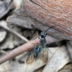 Tiphiinae sp. (sub-family) (A flower wasp) at Molonglo Gorge - 17 Oct 2022 by AJB
