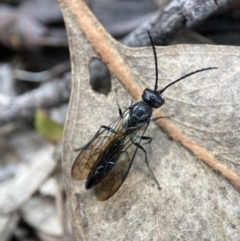 Tiphiinae sp. (sub-family) at Kowen, ACT - 17 Oct 2022 03:56 PM