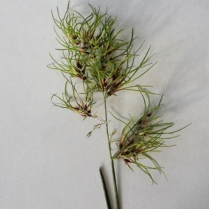 Poa bulbosa at Cook, ACT - 14 Oct 2022