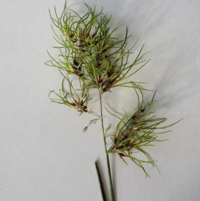 Poa bulbosa (Bulbous Meadow-grass) at Cook, ACT - 14 Oct 2022 by CathB