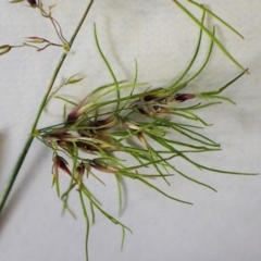 Poa bulbosa at Cook, ACT - 14 Oct 2022