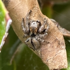 Servaea narraweena (A jumping spider) at Jerrabomberra, NSW - 20 Oct 2022 by SteveBorkowskis