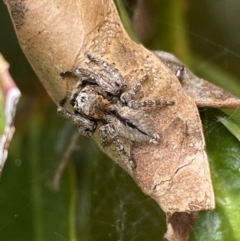 Servaea narraweena at Jerrabomberra, NSW - suppressed